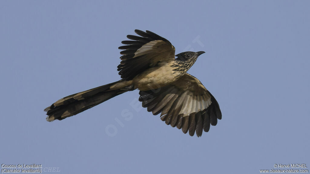 Levaillant's Cuckoo