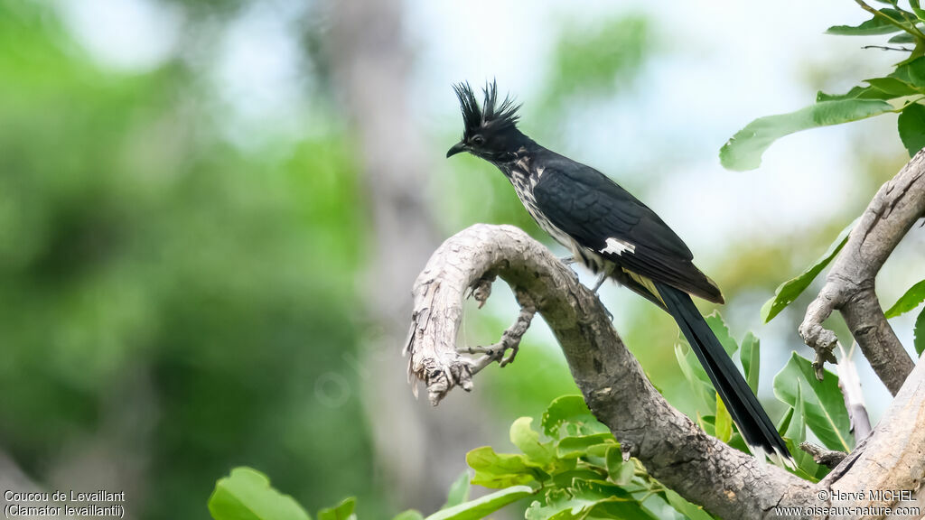 Coucou de Levaillant