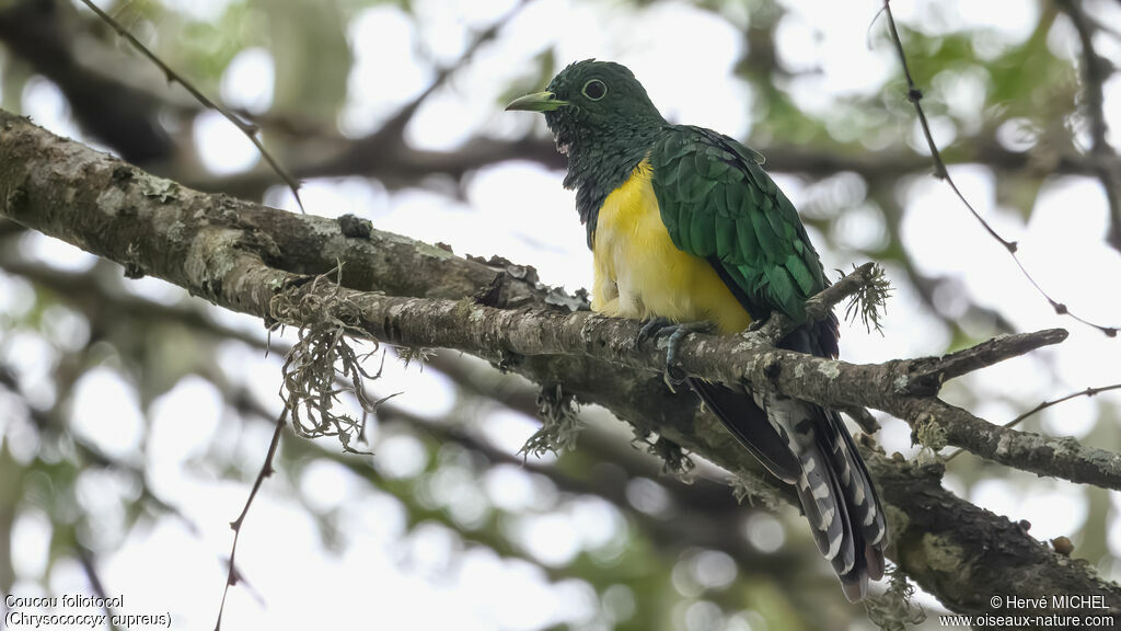 African Emerald Cuckoo