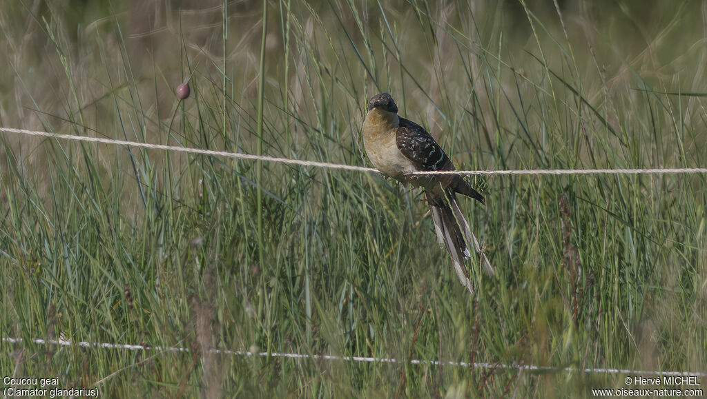 Great Spotted Cuckoo