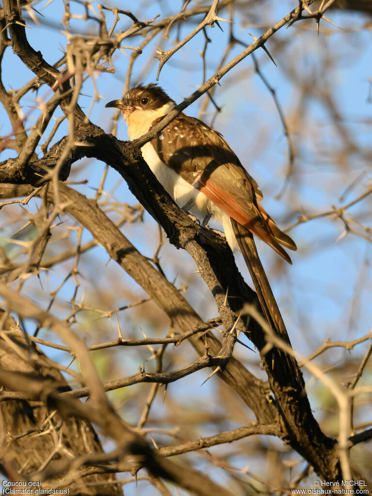 Great Spotted Cuckooimmature