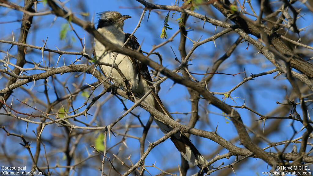 Great Spotted Cuckooadult