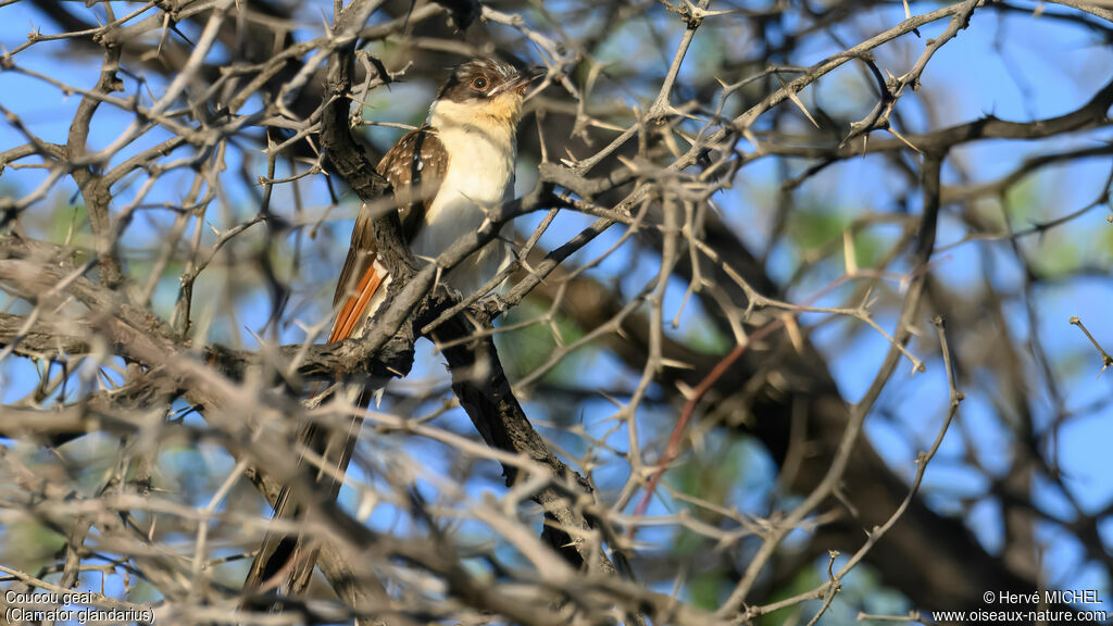 Great Spotted Cuckoo