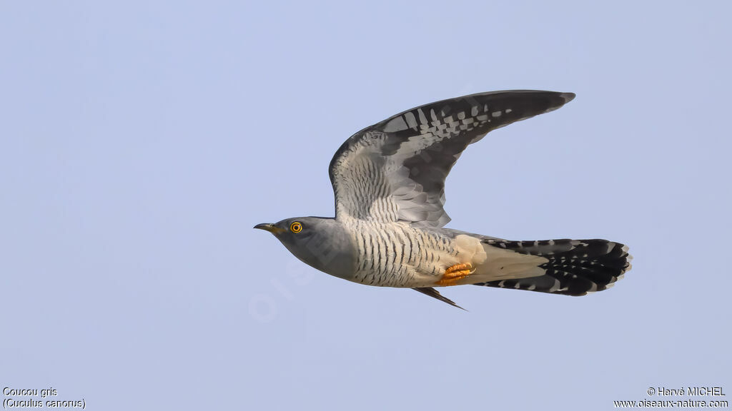 Coucou gris mâle adulte nuptial