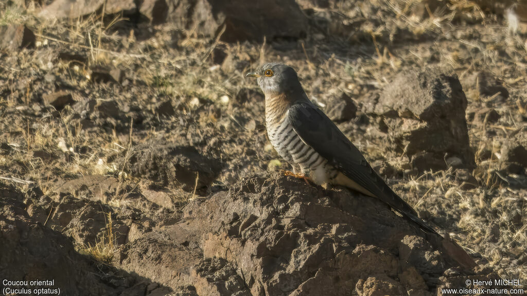 Oriental Cuckoo