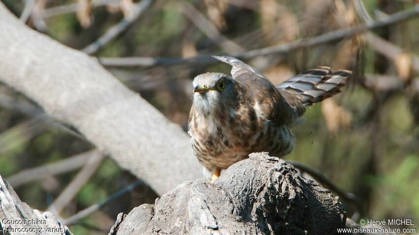 Common Hawk-Cuckoojuvenile