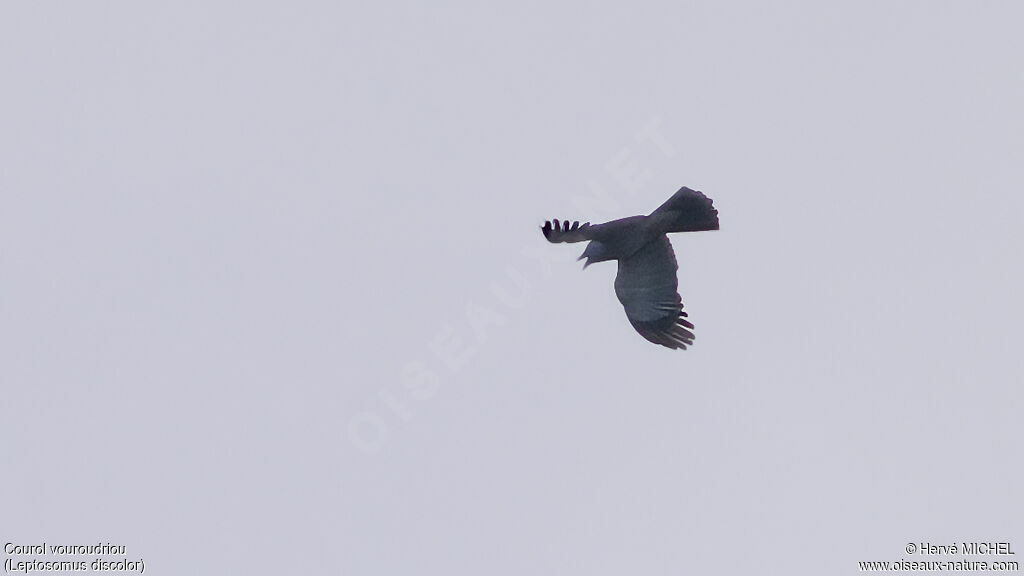 Cuckoo-rolleradult, courting display