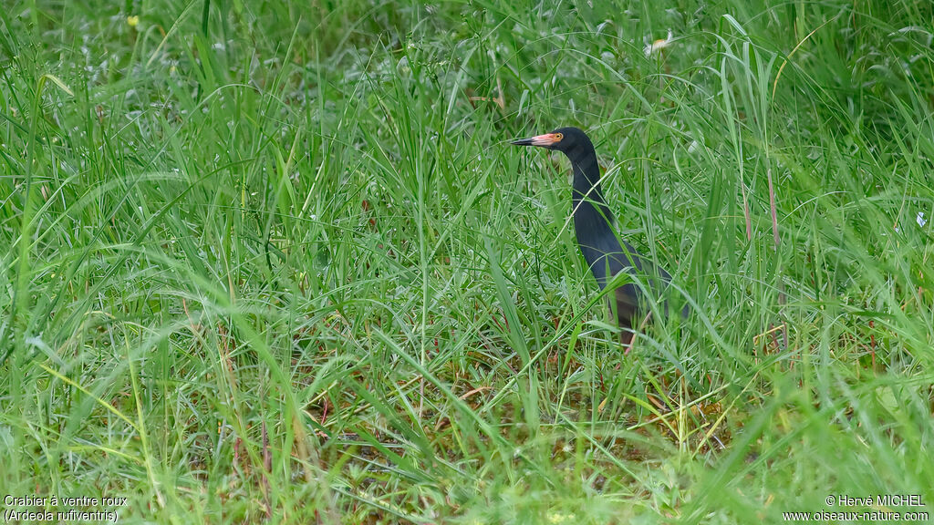 Crabier à ventre roux