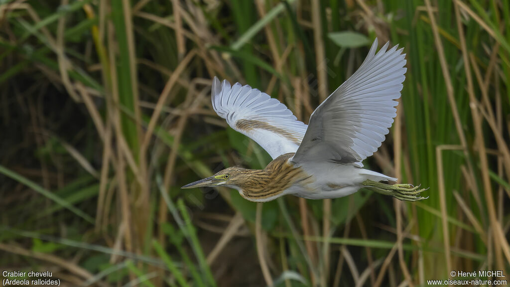 Crabier chevelu