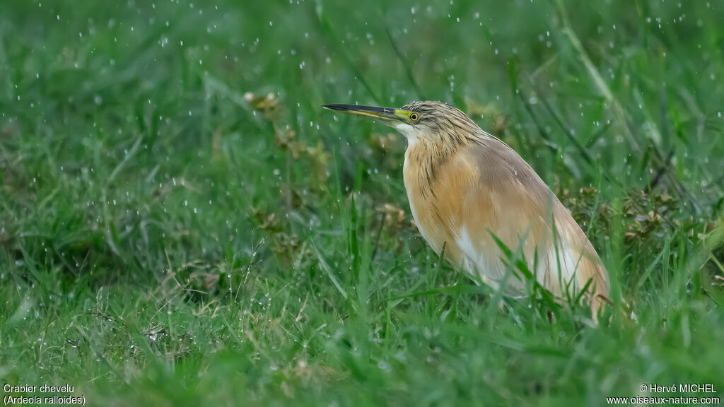 Squacco Heron