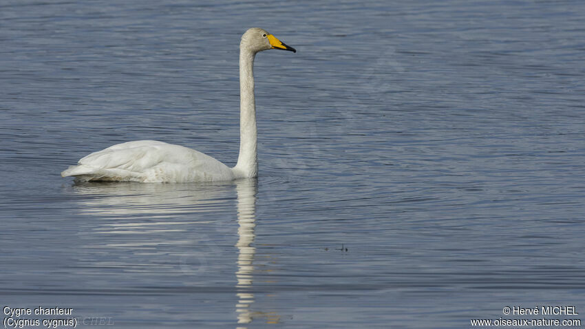 Cygne chanteuradulte