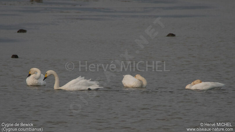 Cygne de Bewick