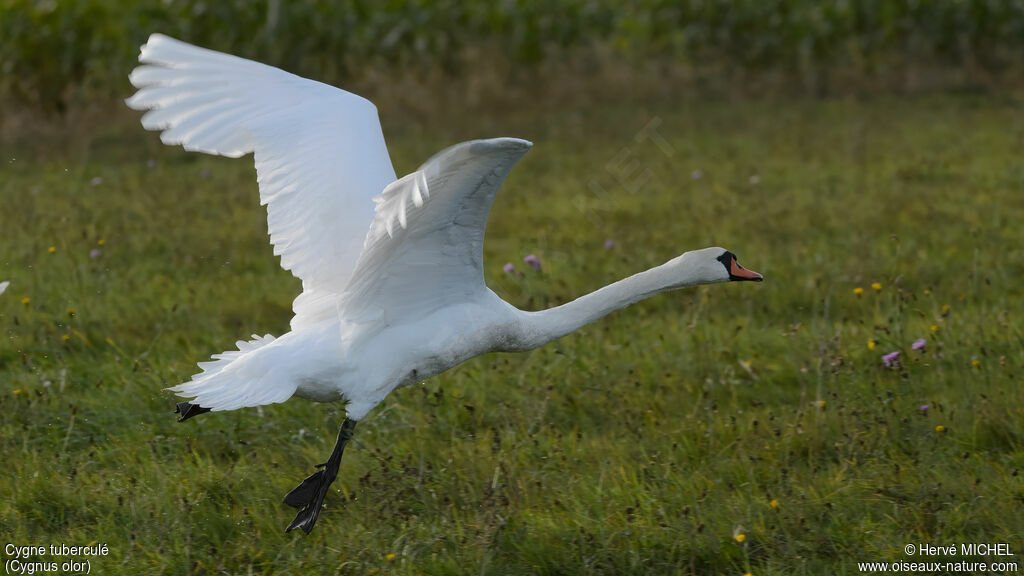 Cygne tuberculé