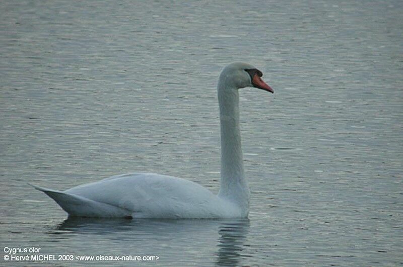 Cygne tuberculé