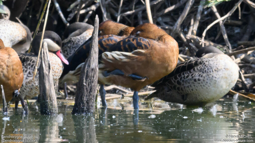 Dendrocygne fauve