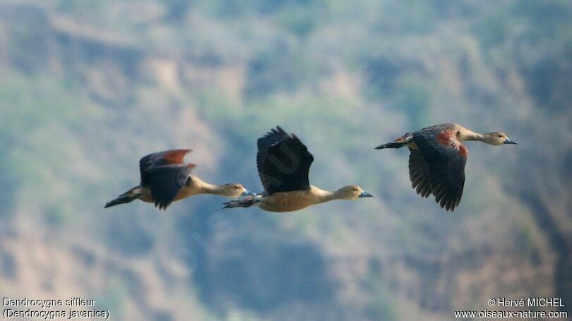 Dendrocygne siffleur