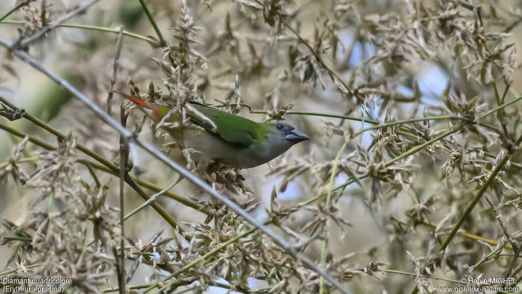 Pin-tailed Parrotfinch