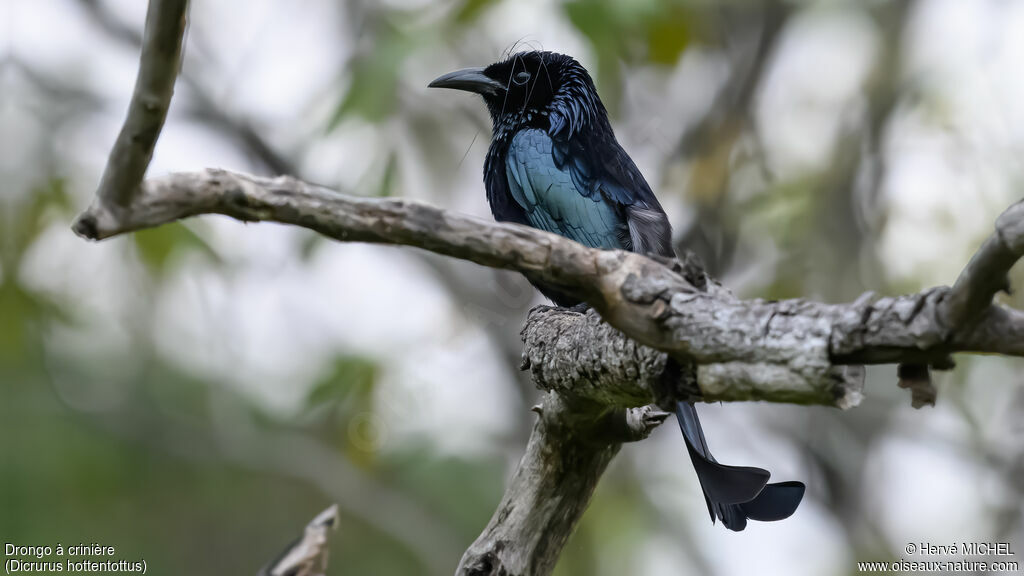 Hair-crested Drongo