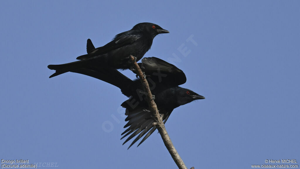 Drongo brillant