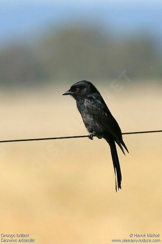 Drongo brillant