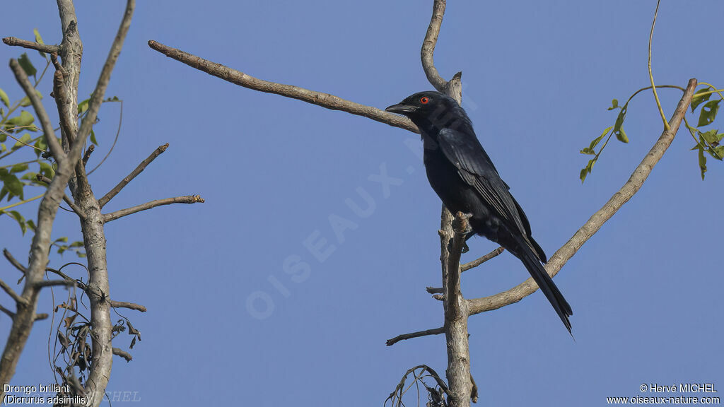Drongo brillantadulte