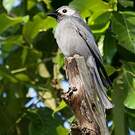 Drongo cendré
