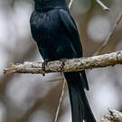 Drongo malgache