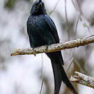 Drongo malgache