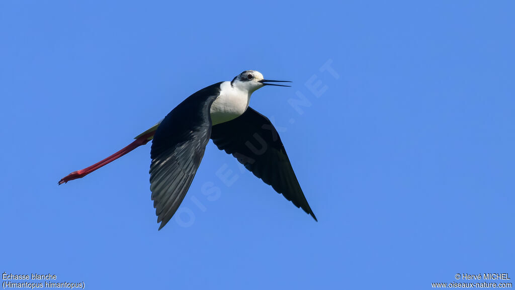 Échasse blanche