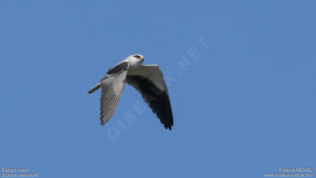 Black-winged Kite