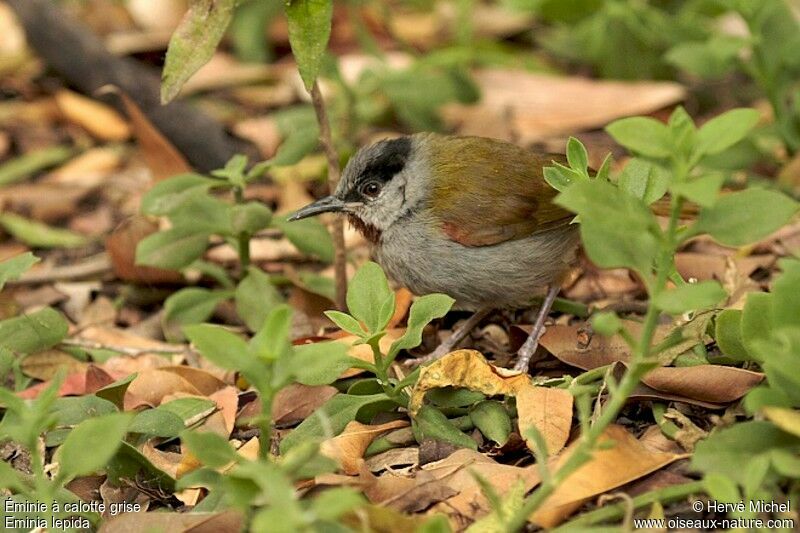 Grey-capped Warbleradult