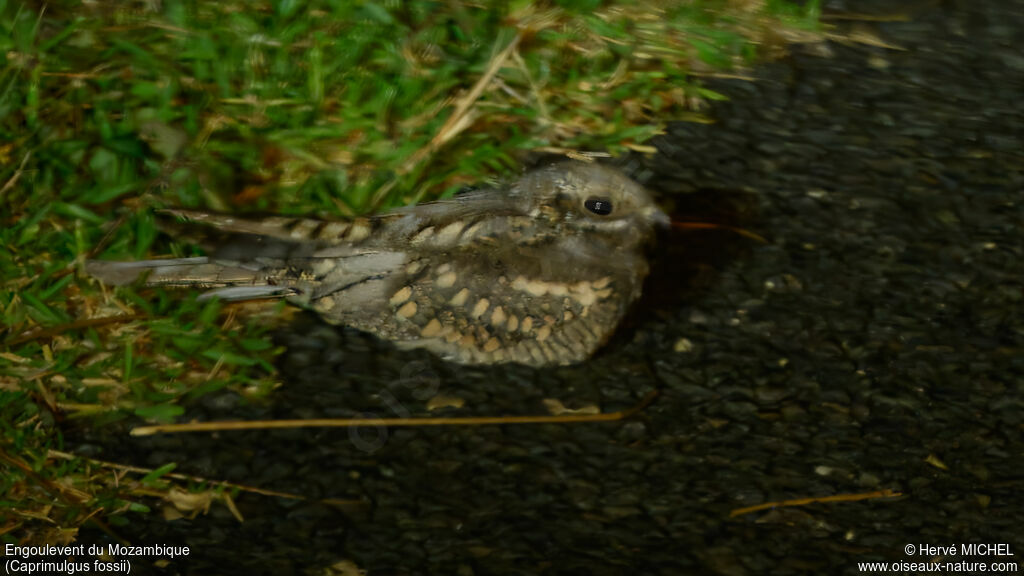 Square-tailed Nightjar