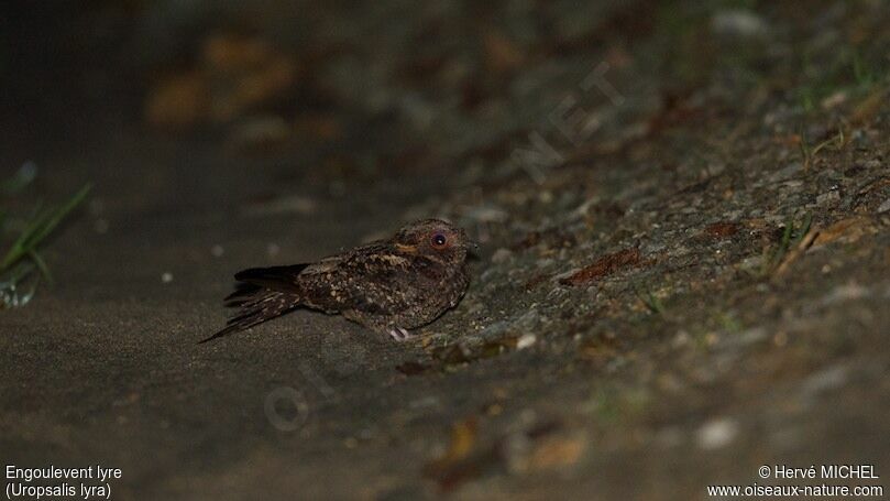 Lyre-tailed Nightjar female adult