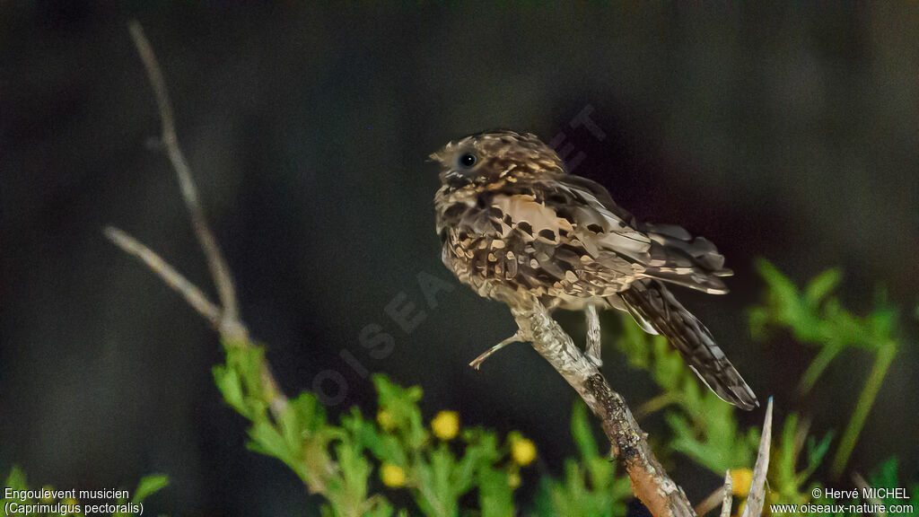Fiery-necked Nightjar