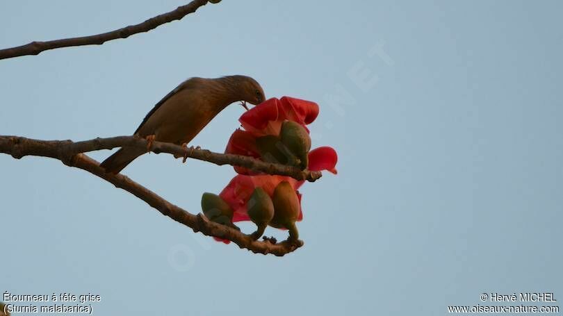 Chestnut-tailed Starling