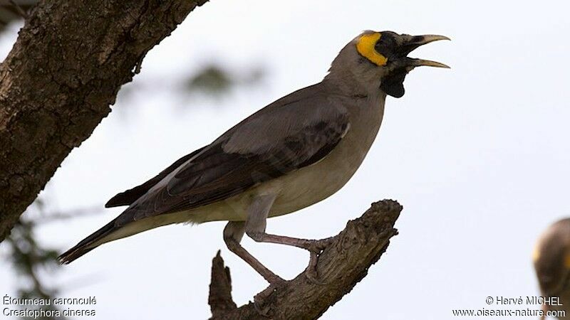 Wattled Starling male adult breeding