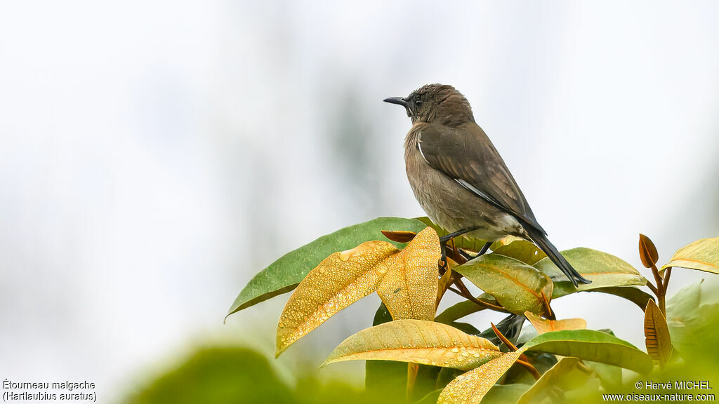 Madagascar Starling