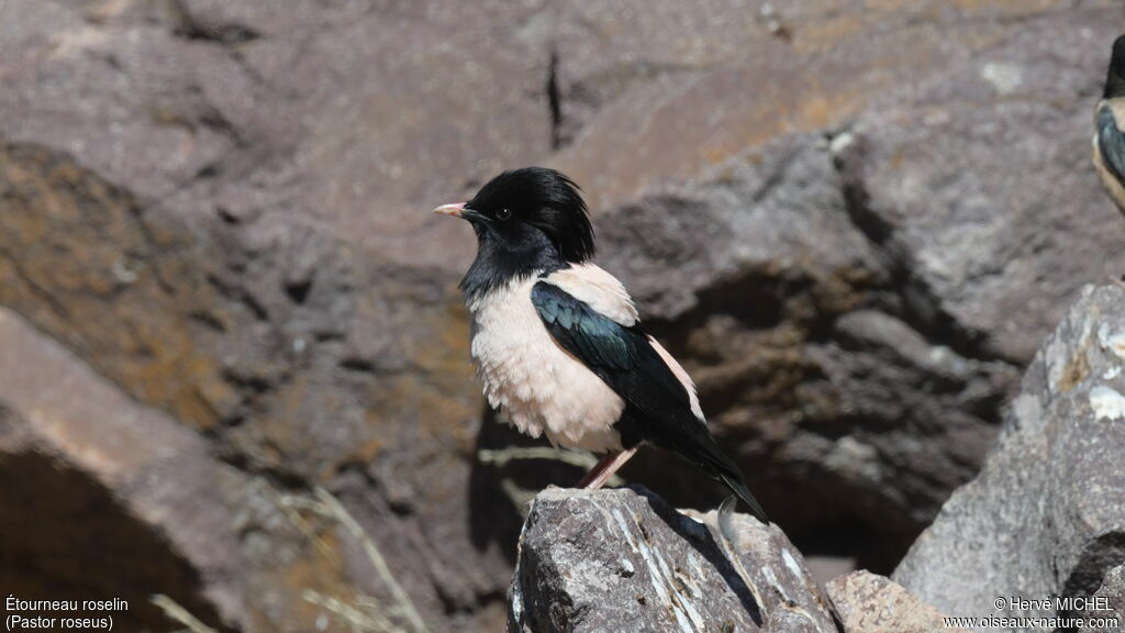 Rosy Starlingadult breeding