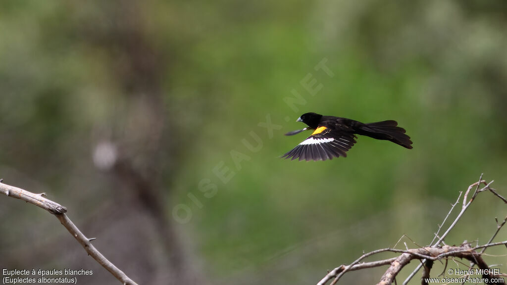 Euplecte à épaules blanches mâle adulte nuptial, parade