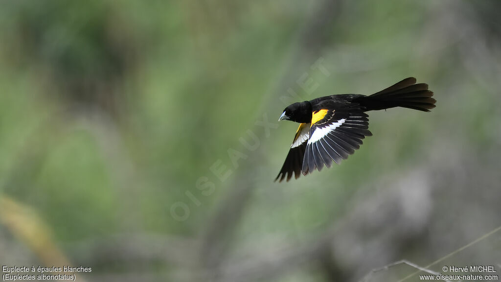Euplecte à épaules blanches mâle adulte nuptial, parade