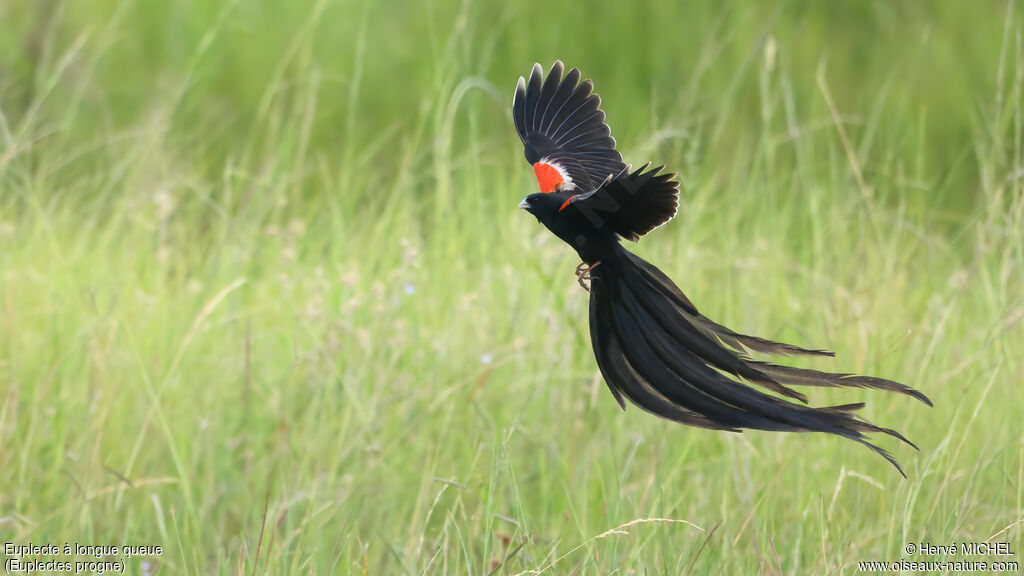 Euplecte à longue queue mâle adulte nuptial