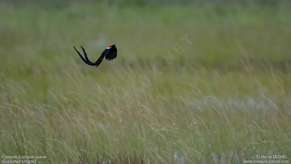 Long-tailed Widowbird male adult breeding, courting display