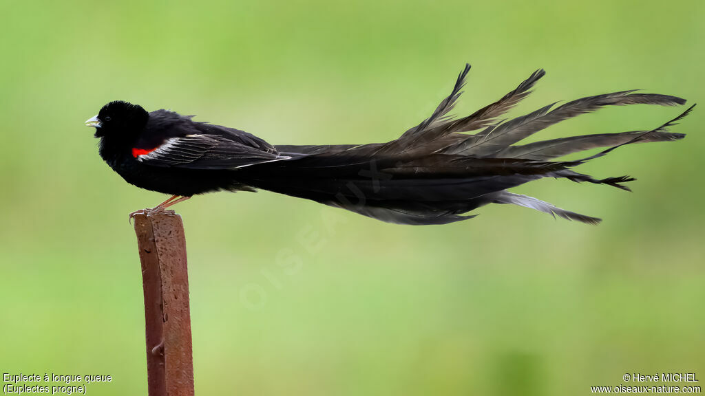 Euplecte à longue queue