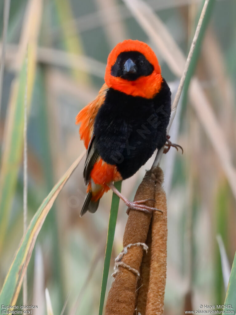Euplecte ignicolore mâle adulte nuptial