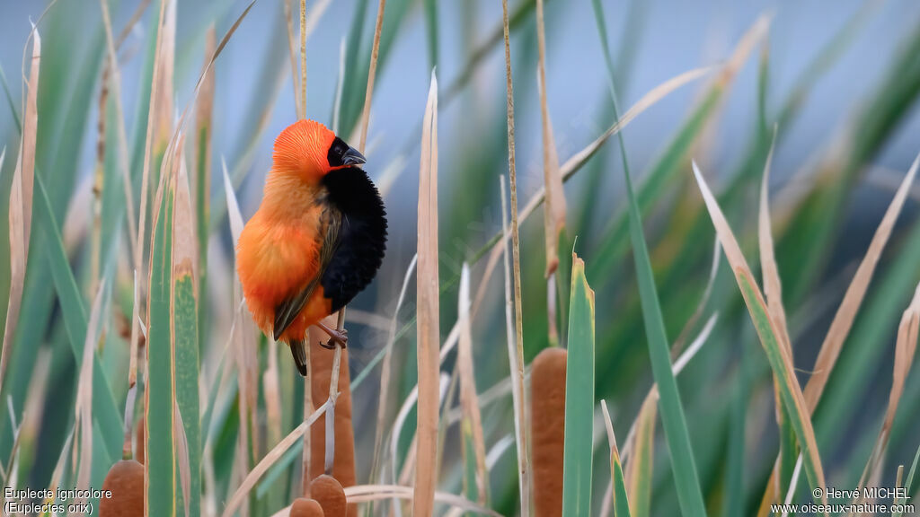 Euplecte ignicolore mâle adulte nuptial