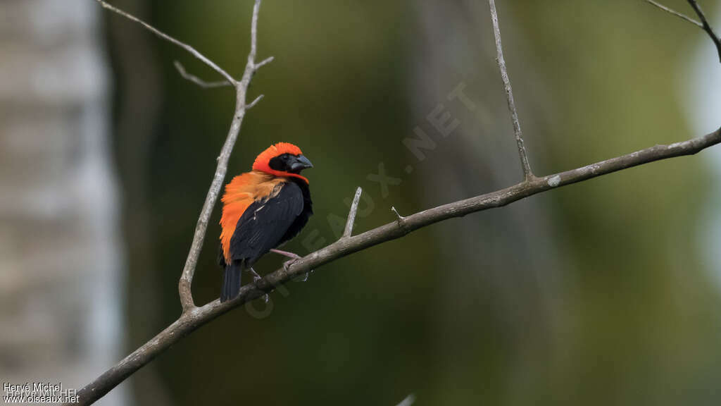 Black-winged Red Bishop male adult breeding, identification