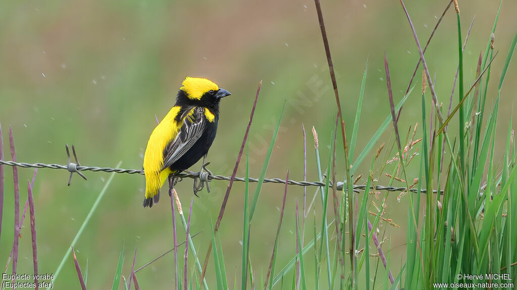 Euplecte vorabé mâle adulte nuptial