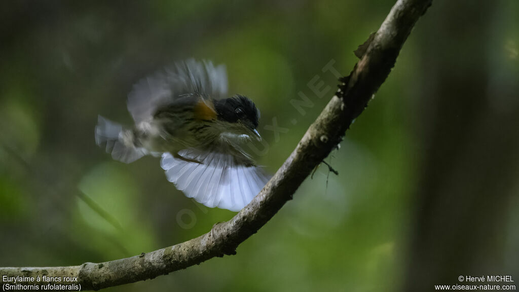 Rufous-sided Broadbill male adult, courting display