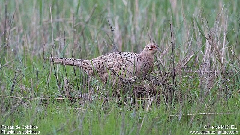 Common Pheasant female adult, identification