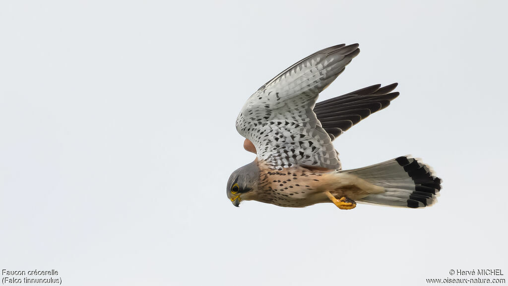 Faucon crécerelle mâle adulte nuptial